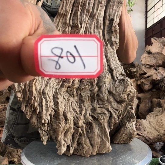 Z*紫砂噜啦啦啦啦啦啦