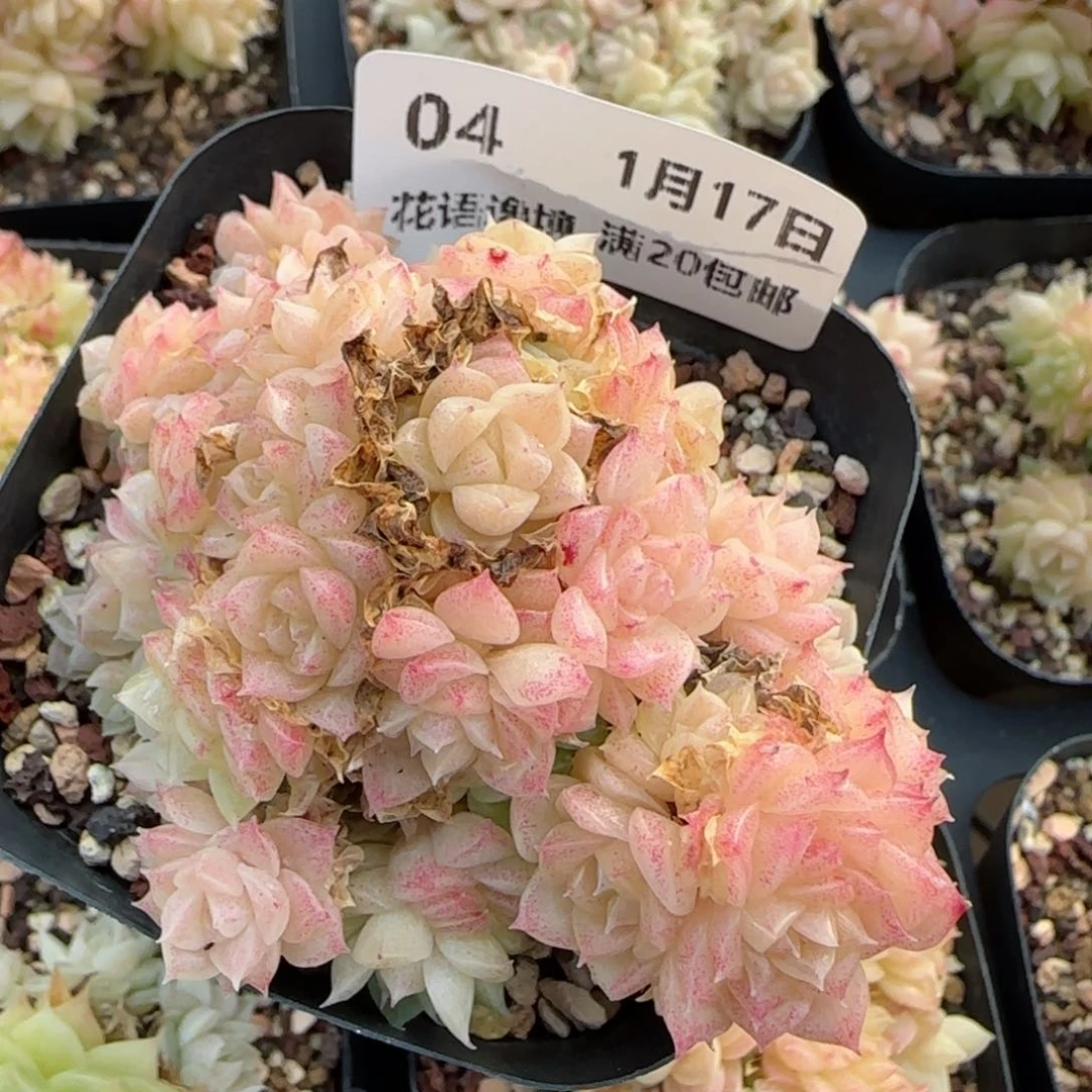 花语逸境0117-04开播福利eko