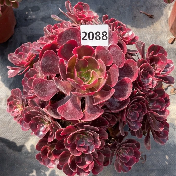 爱神2088号多肉植物