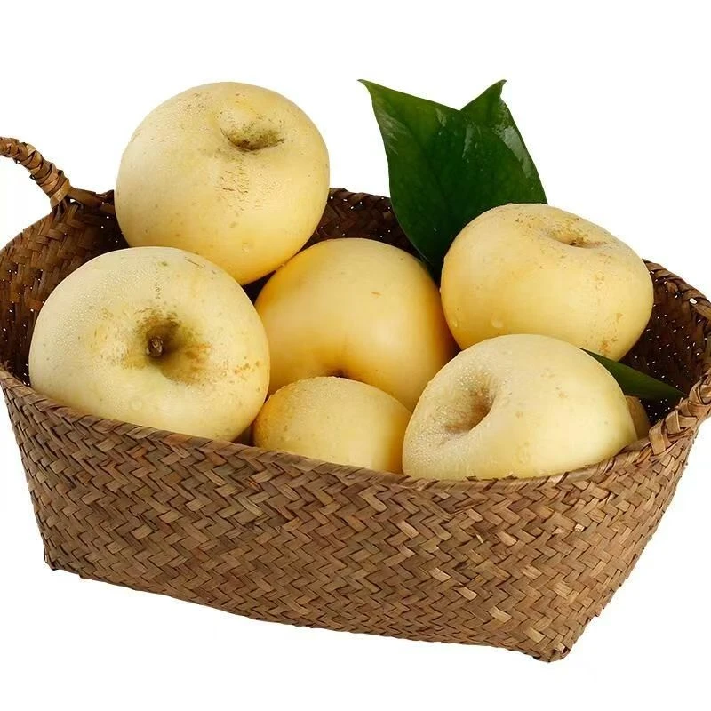 【烟台直发】烟台黄金奶油富士苹果当季整箱果园直发脆甜多汁