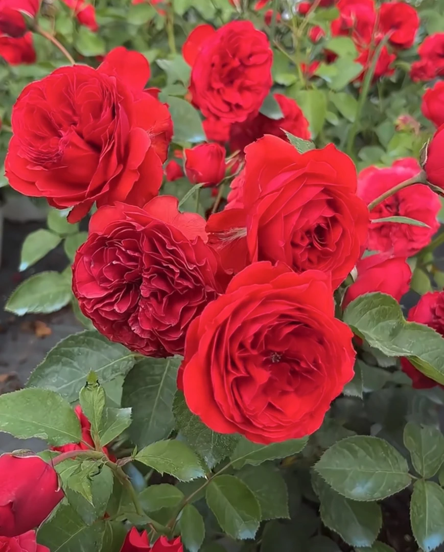 山木香老桩嫁接，红苹果