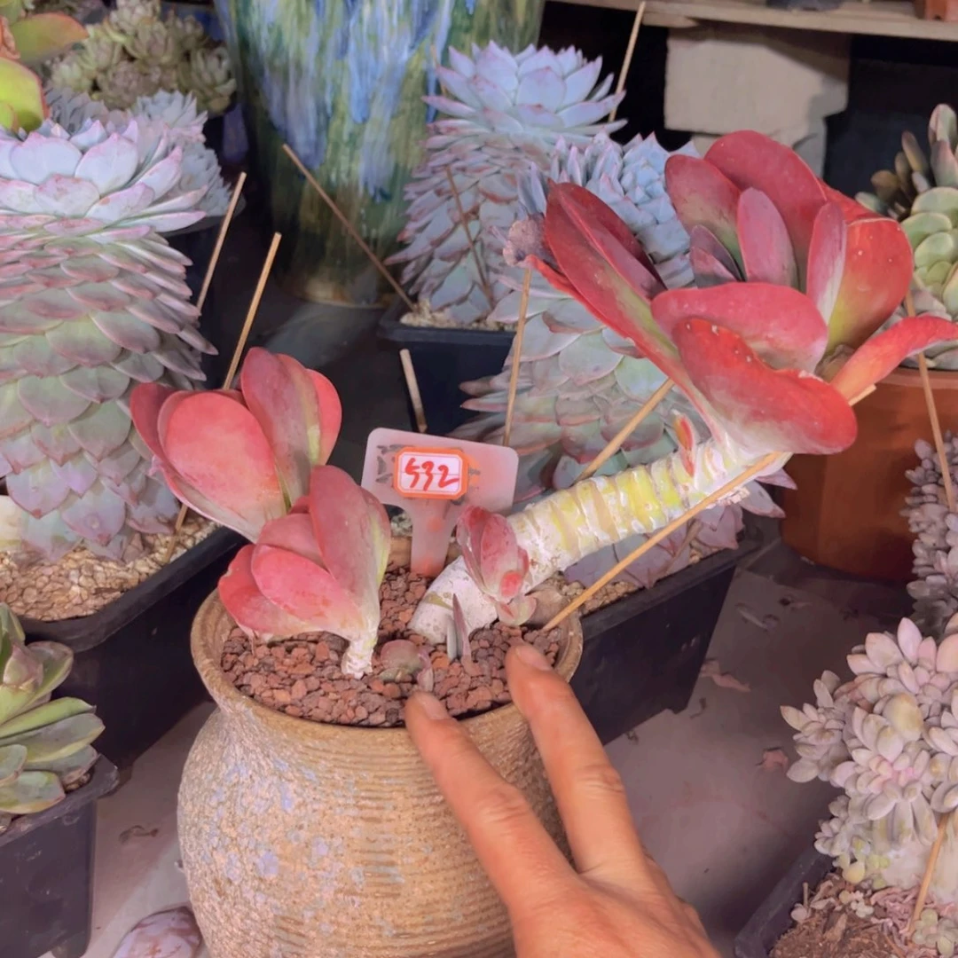 幸**庭唐韵532多肉植物