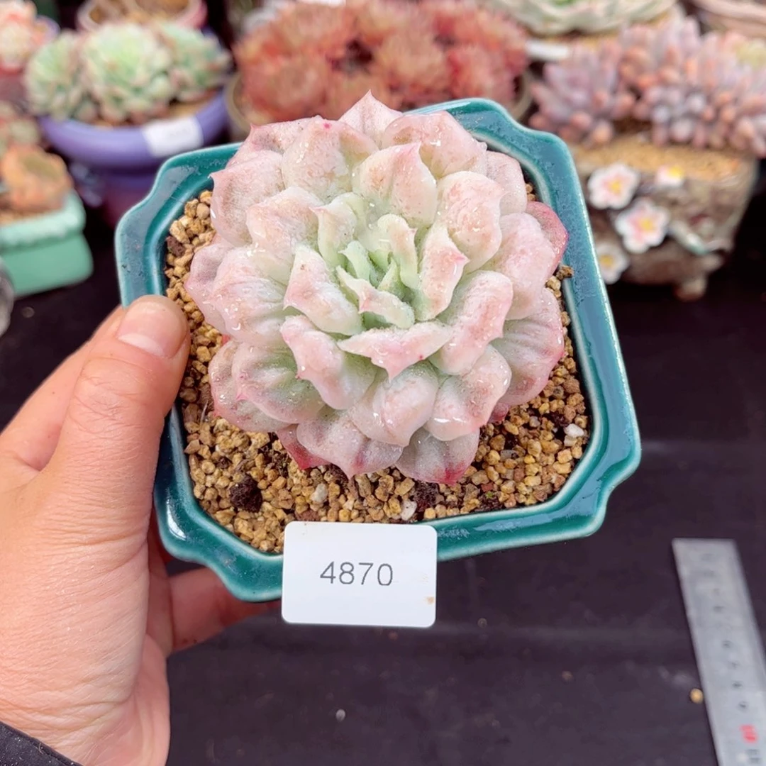 M*4870单头泡泡纱群多肉