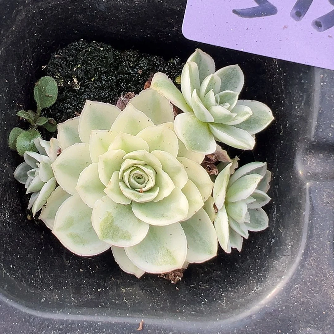 山地玫瑰锦秋夕513号