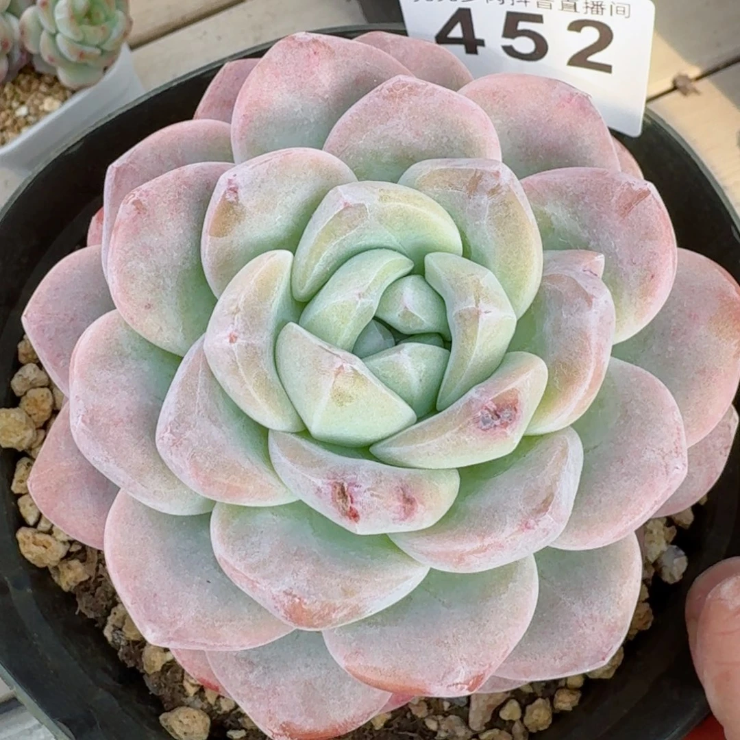 冰玉         精品多肉