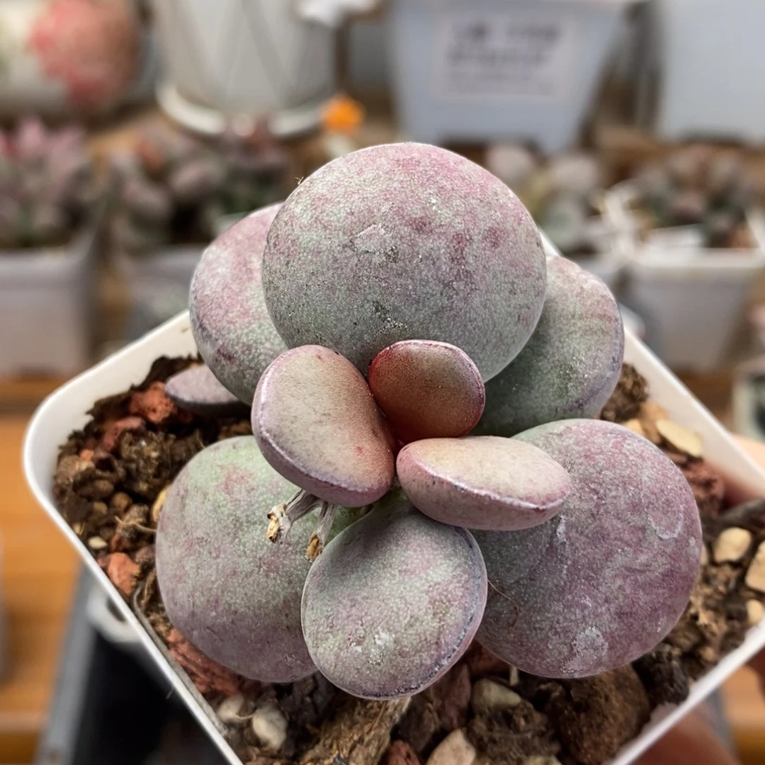 球球紫蛋水泡多肉植物