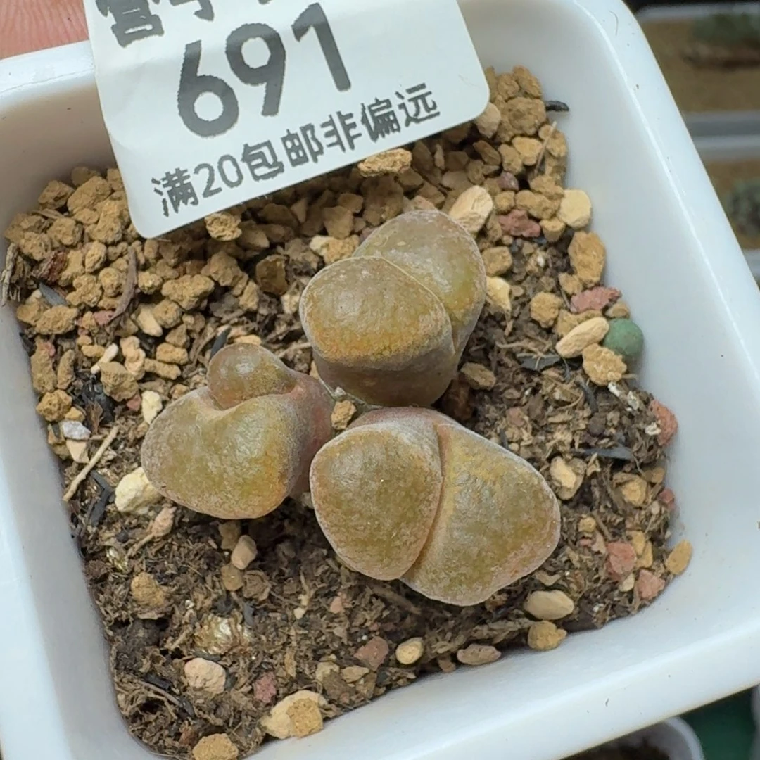 1807.8带盆土蛋糕风铃