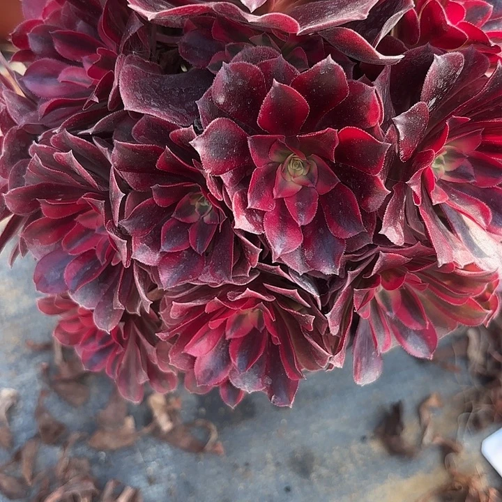 清***7美杜莎多肉法师不包损61