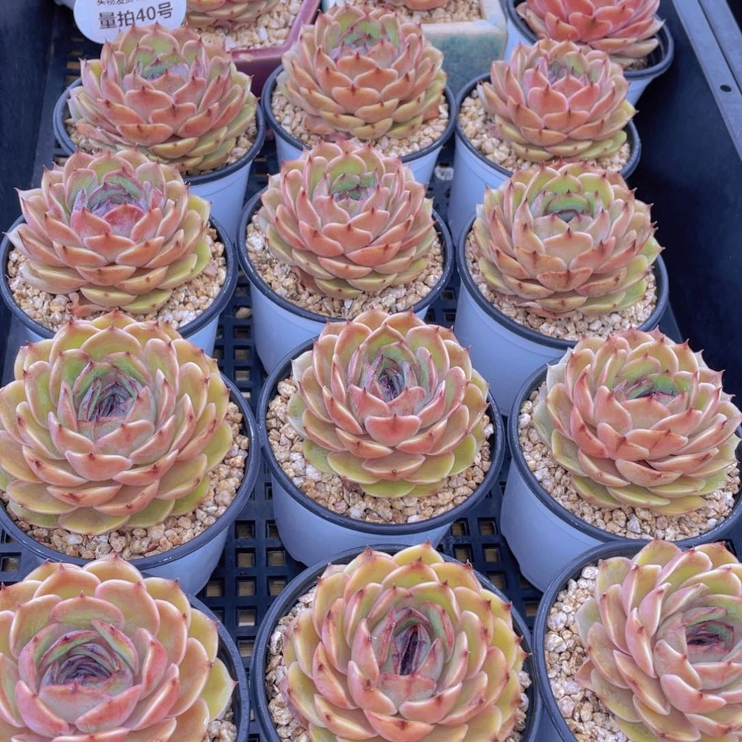 量拍40号 糖心昂斯诺大单头一个