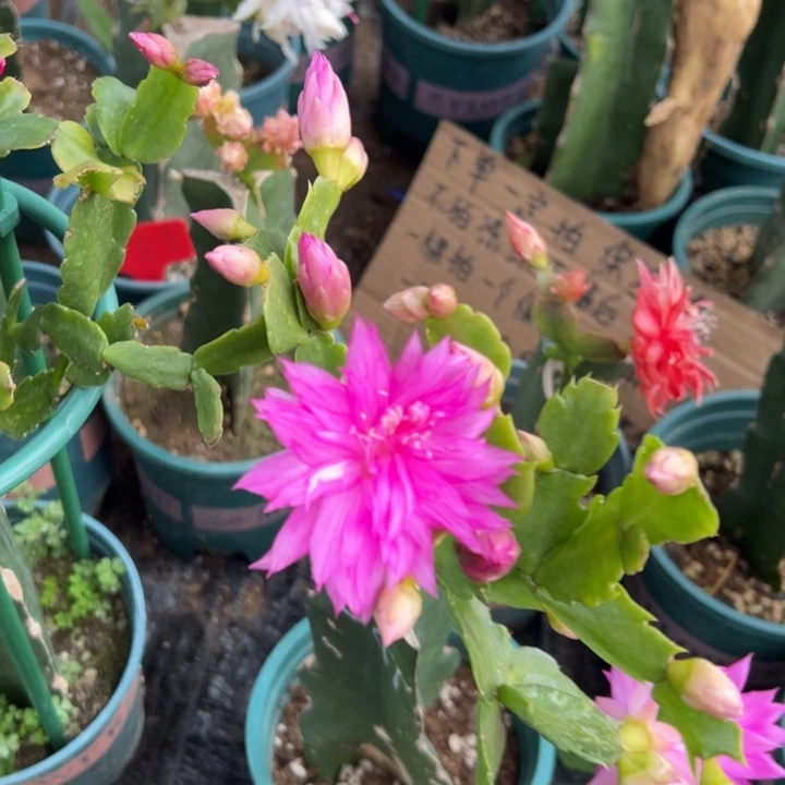 中***牌1号047'紫色花朵0000000