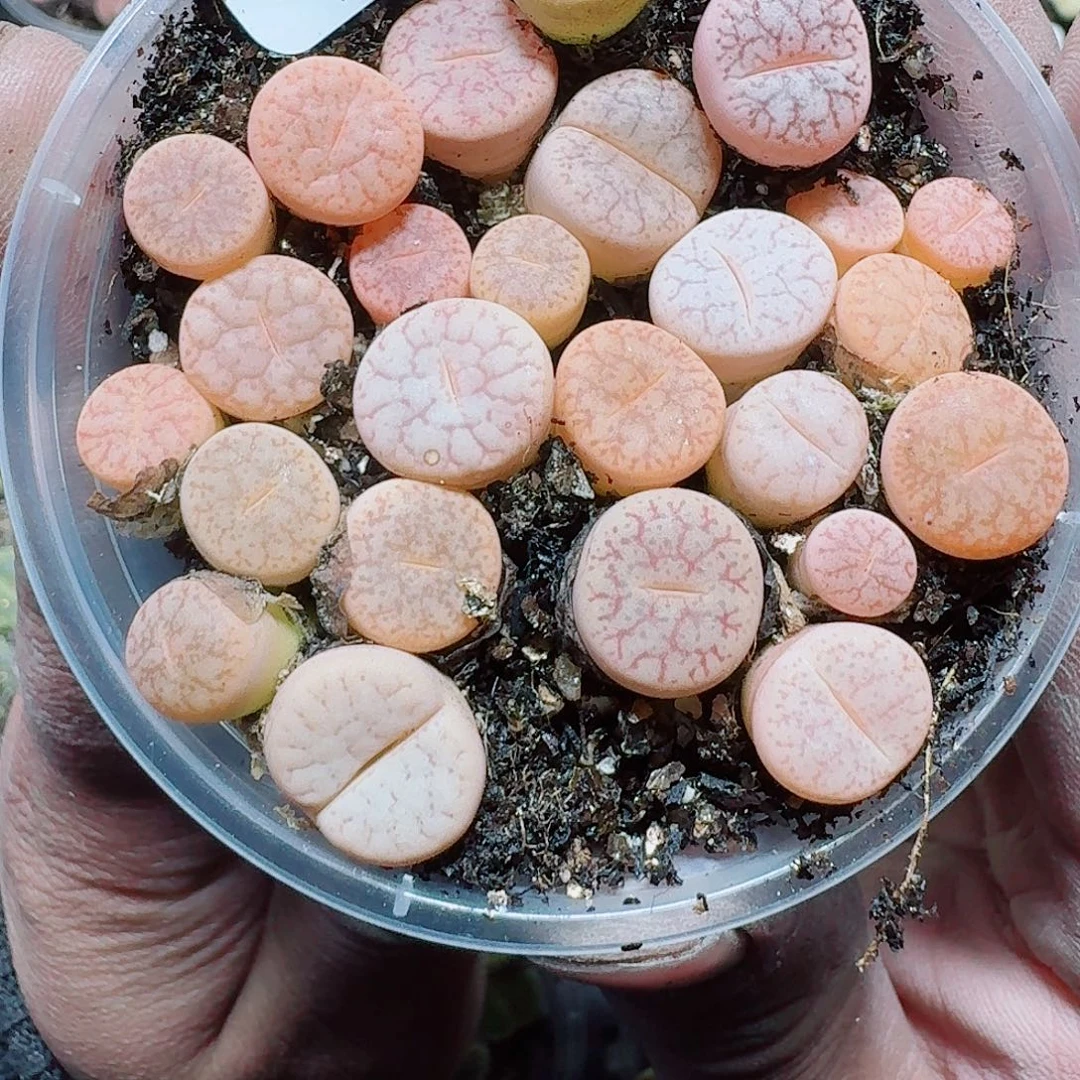 37 多肉植物多肉植物