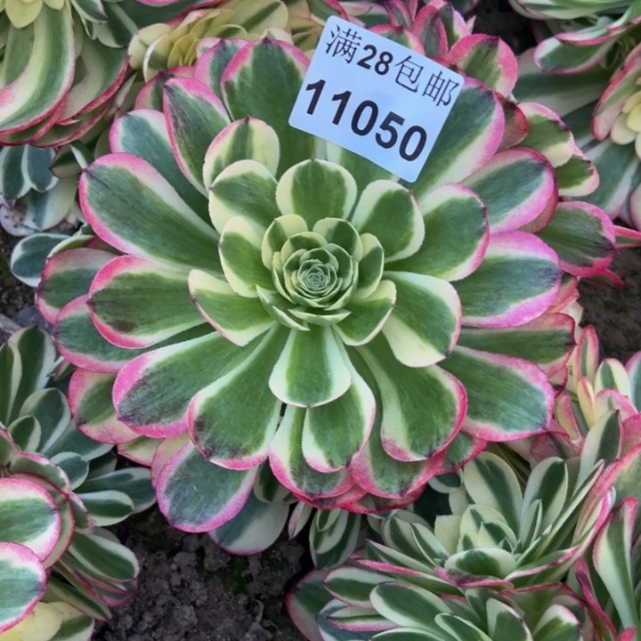 11050南水中月多肉植物