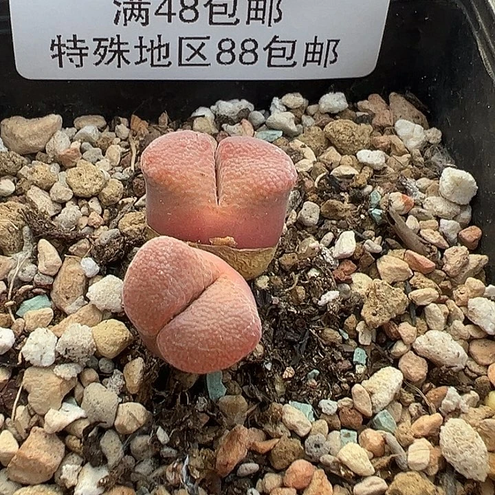A***.935号风铃111111111111111