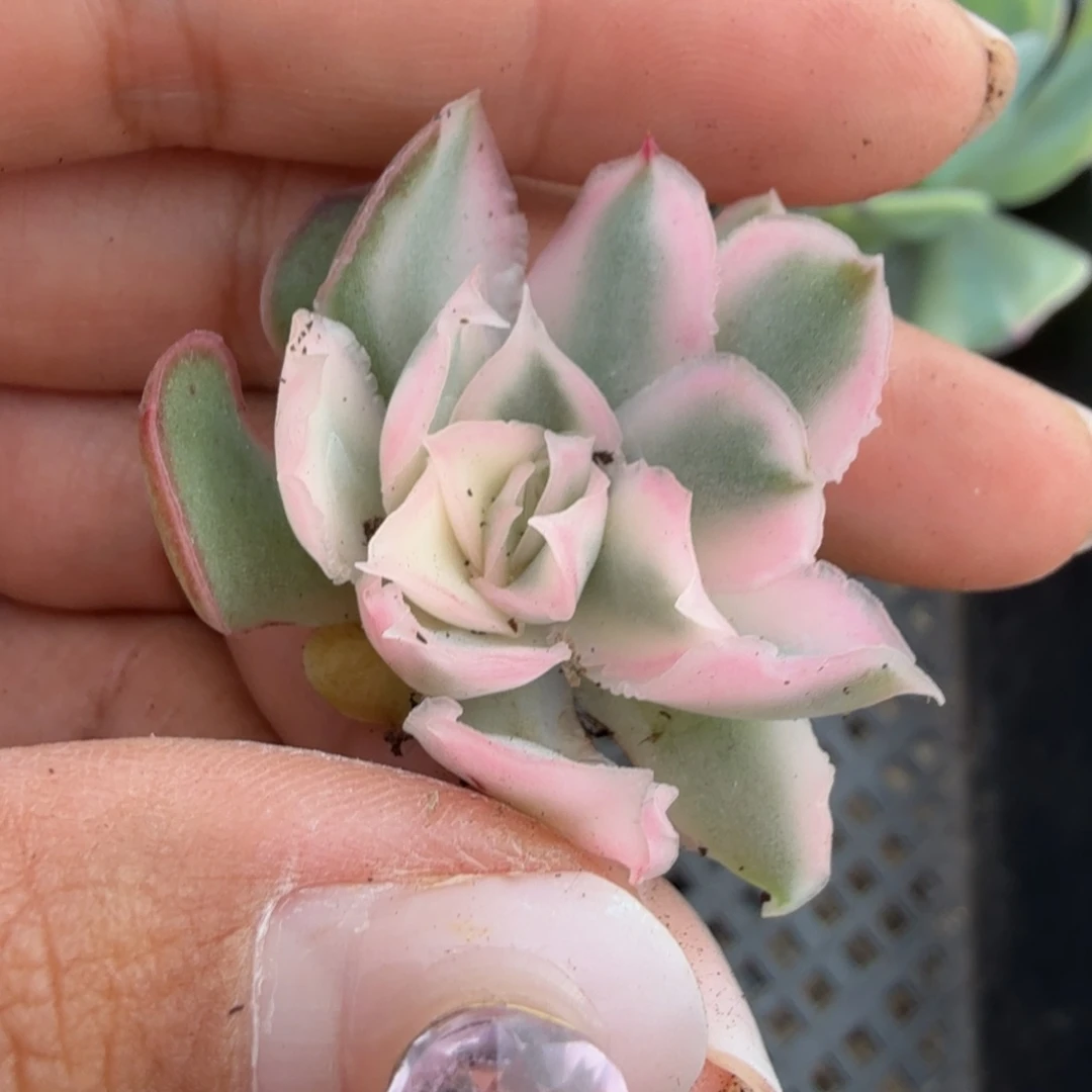 一刻的锦紫蝴蝶锦的如今