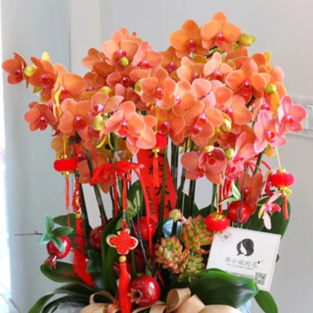 小众高端3个花剑 【椪柑 】蝴蝶兰花期8个月以上