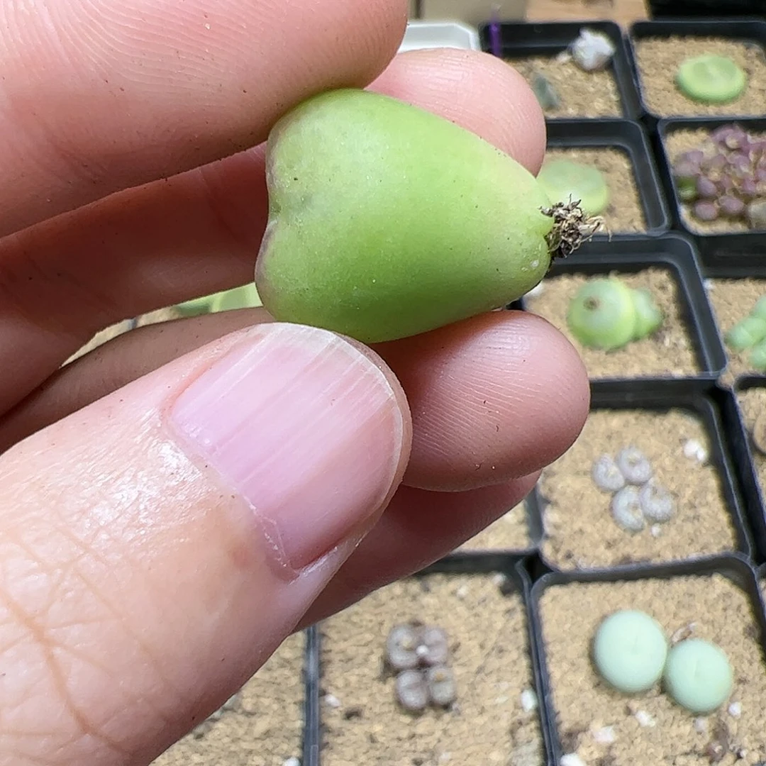 【闪购商品】161 秒