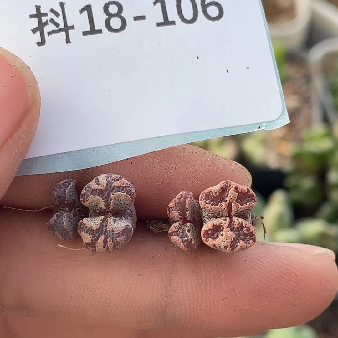 18-106勋章多肉植物