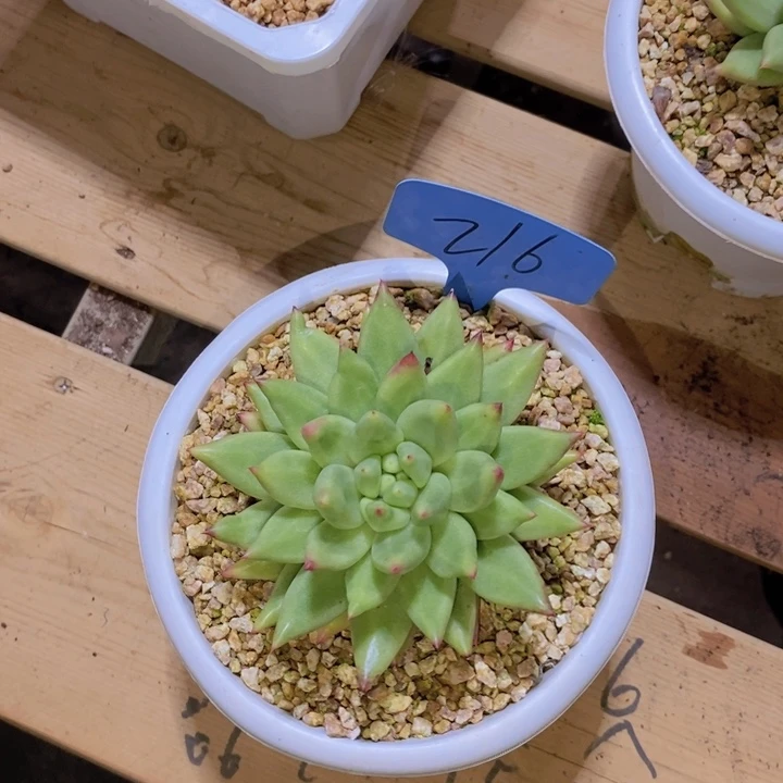 路***…这种现象很明显了呢就