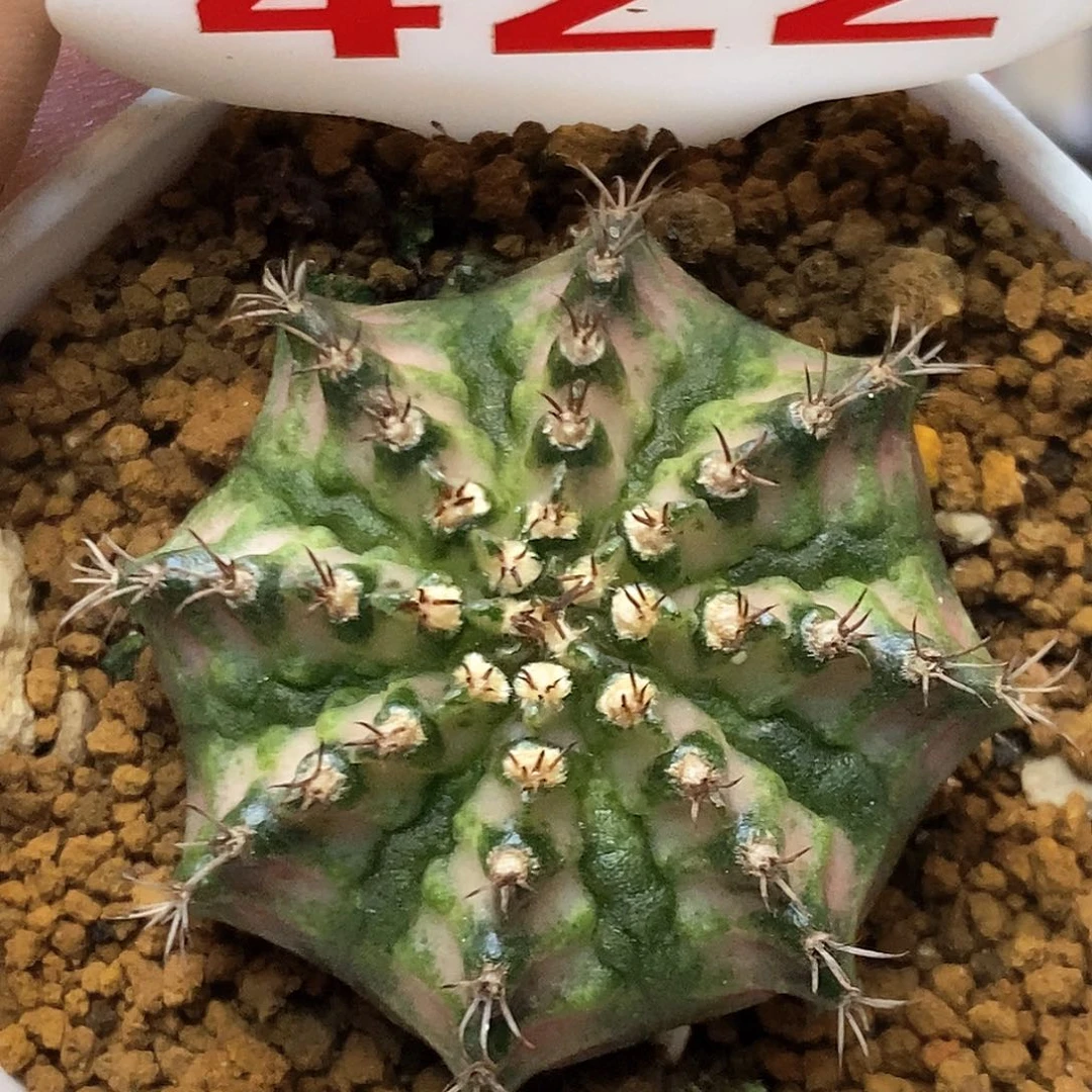 422福利特价咯打榜贴