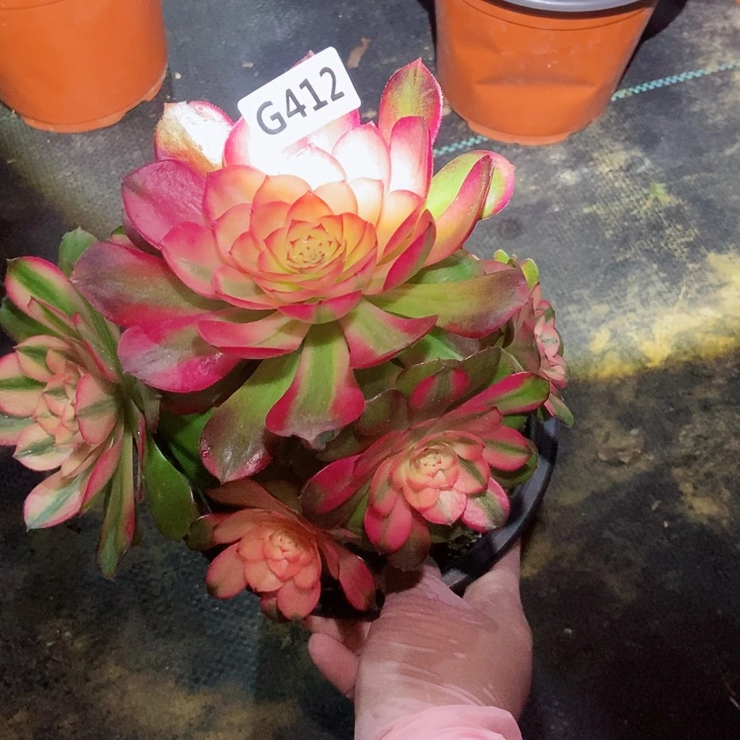 红陶412荔枝3冠15.6