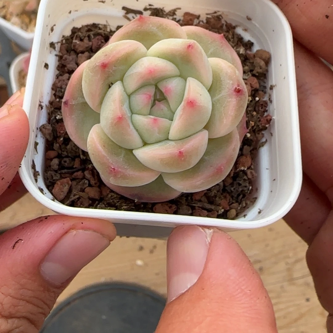 一物一拍麦秆珍妮03044