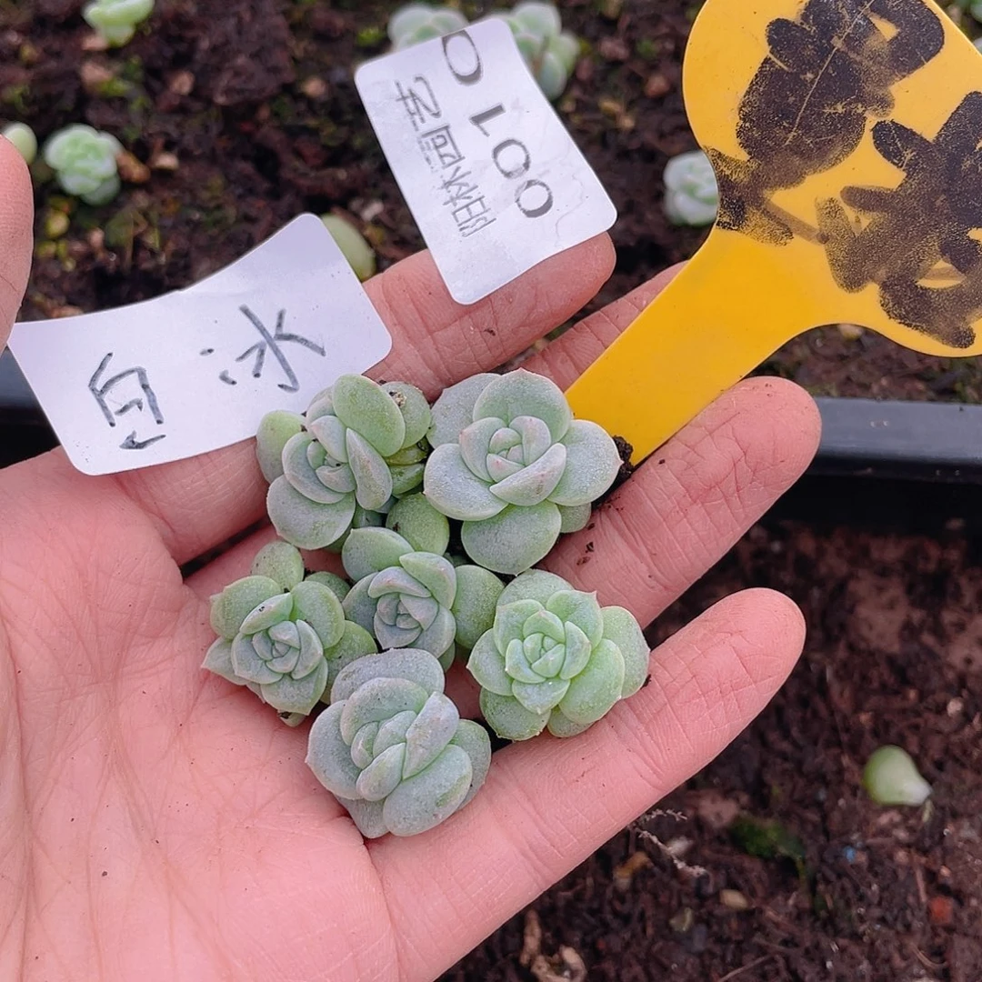 量拍多肉植物多肉植物10