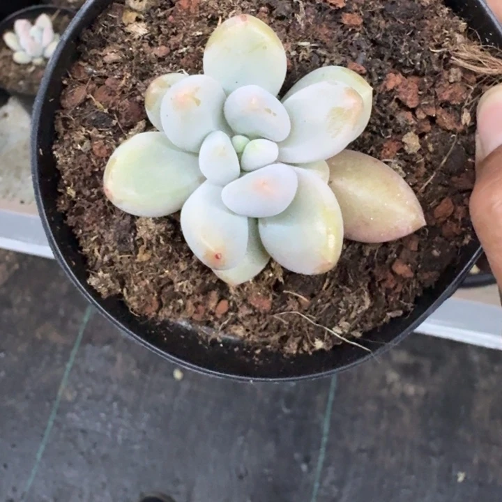 胖彩体 哥特 单头  一物一拍