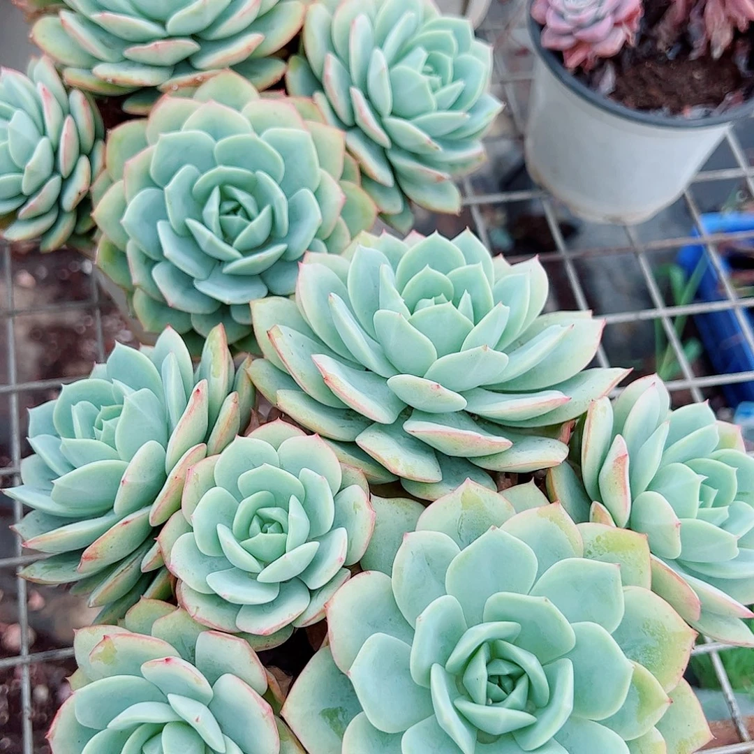 果冻恋曲多头群生老桩特价