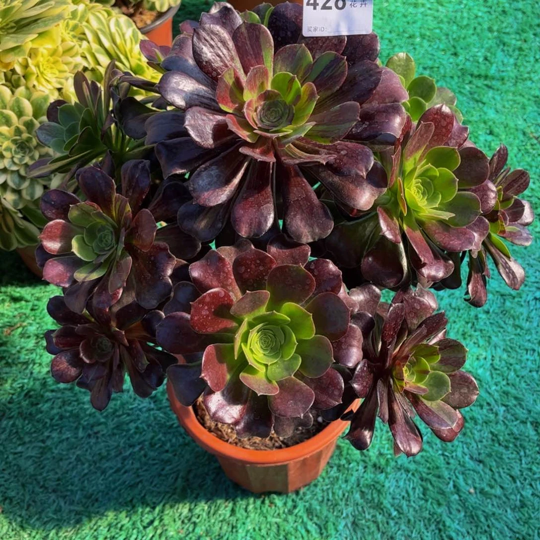 何****多肉欧若拉00000428