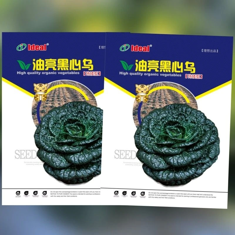 乌塌菜种子耐寒抗冻后口感甜糯秋冬季露天盆栽乌塌菜种子蔬菜种子