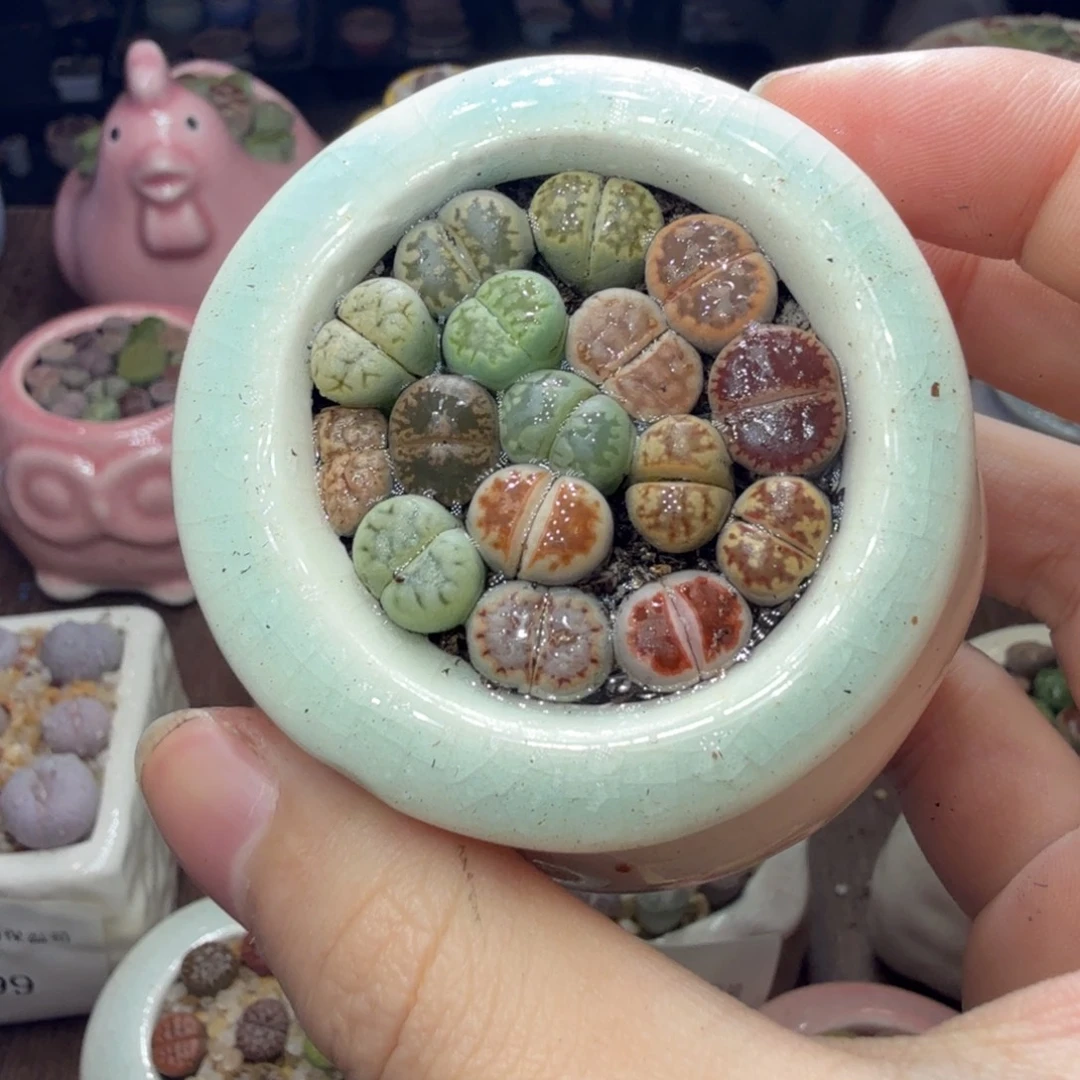 多肉植物和植物等植物800