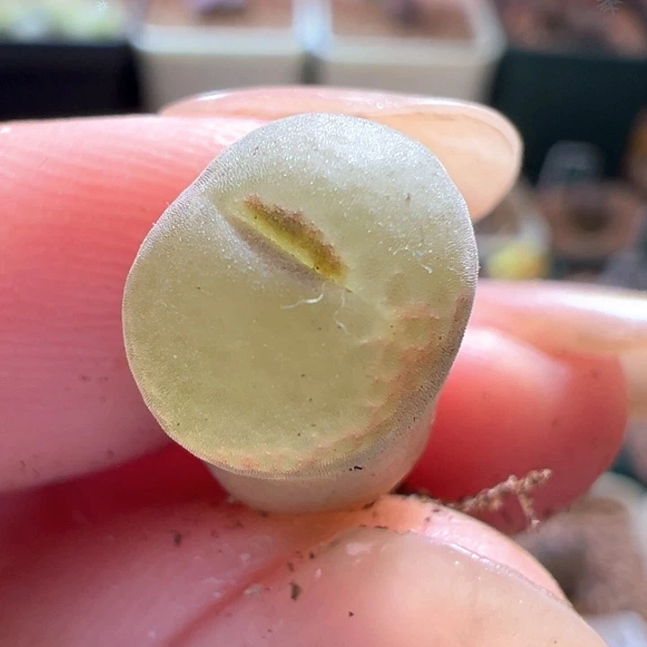 A186.  优选两年超纽扣窗安格尼斯之眼。