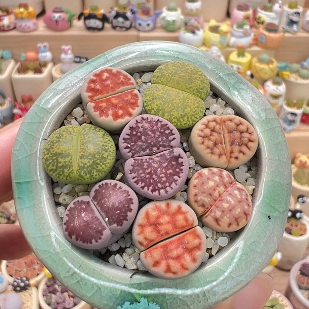 多肉植物10号彩色