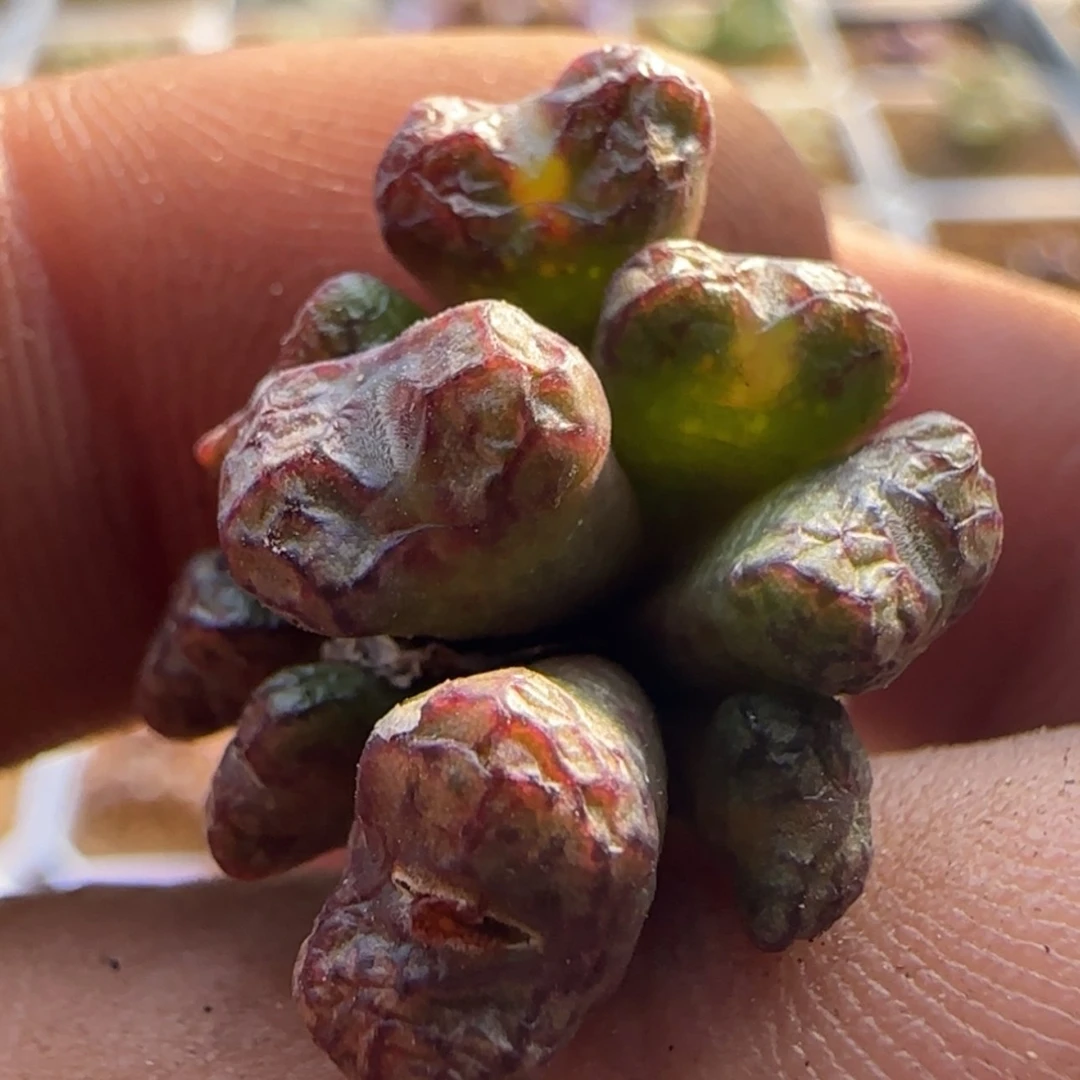 【闪购商品】21830