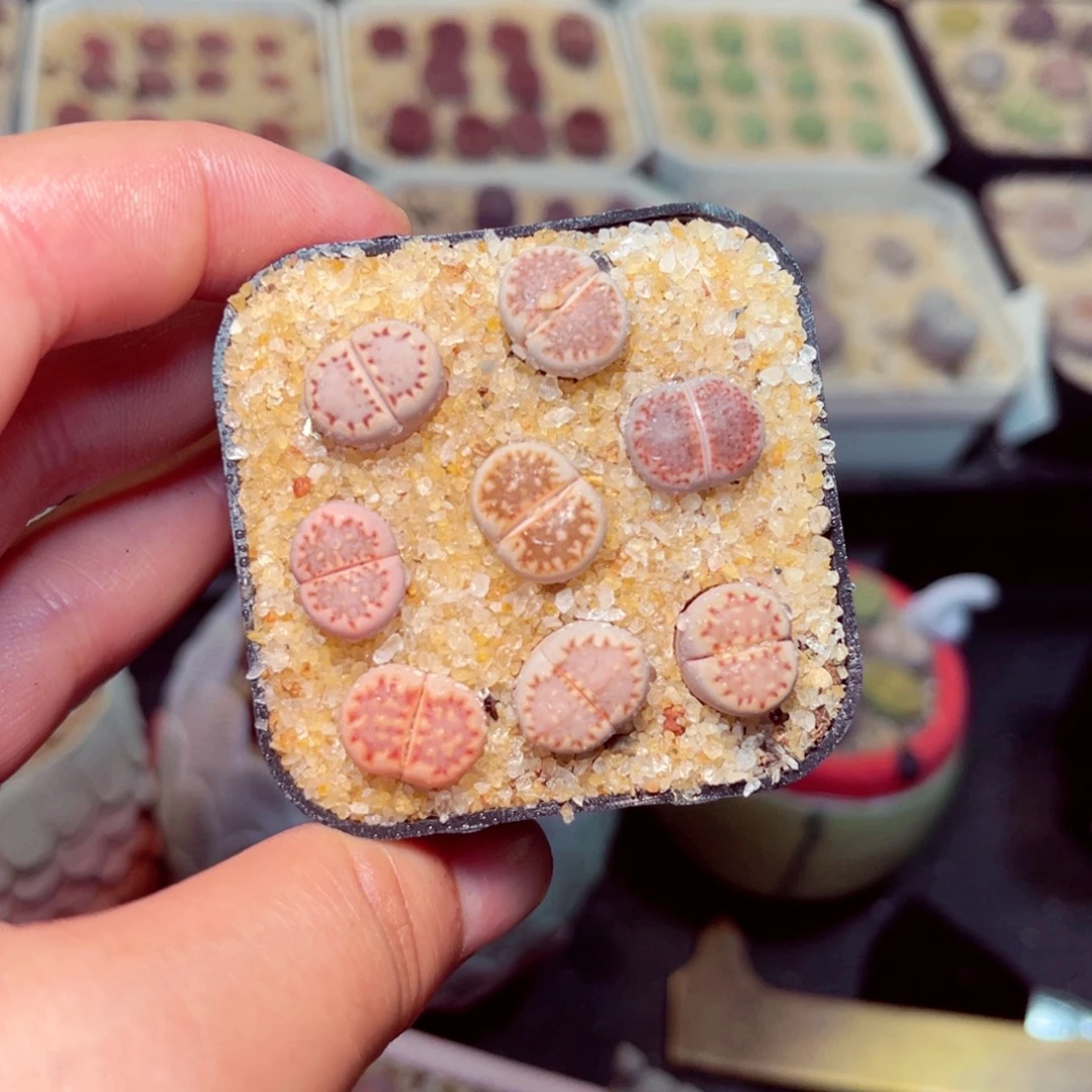 25号带盆包邮发货