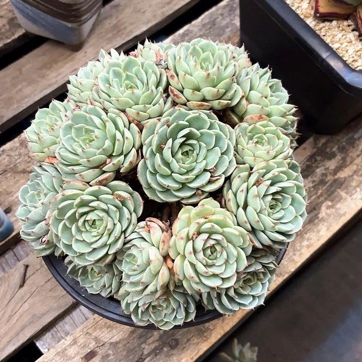 多肉植物，笨吧蒂斯