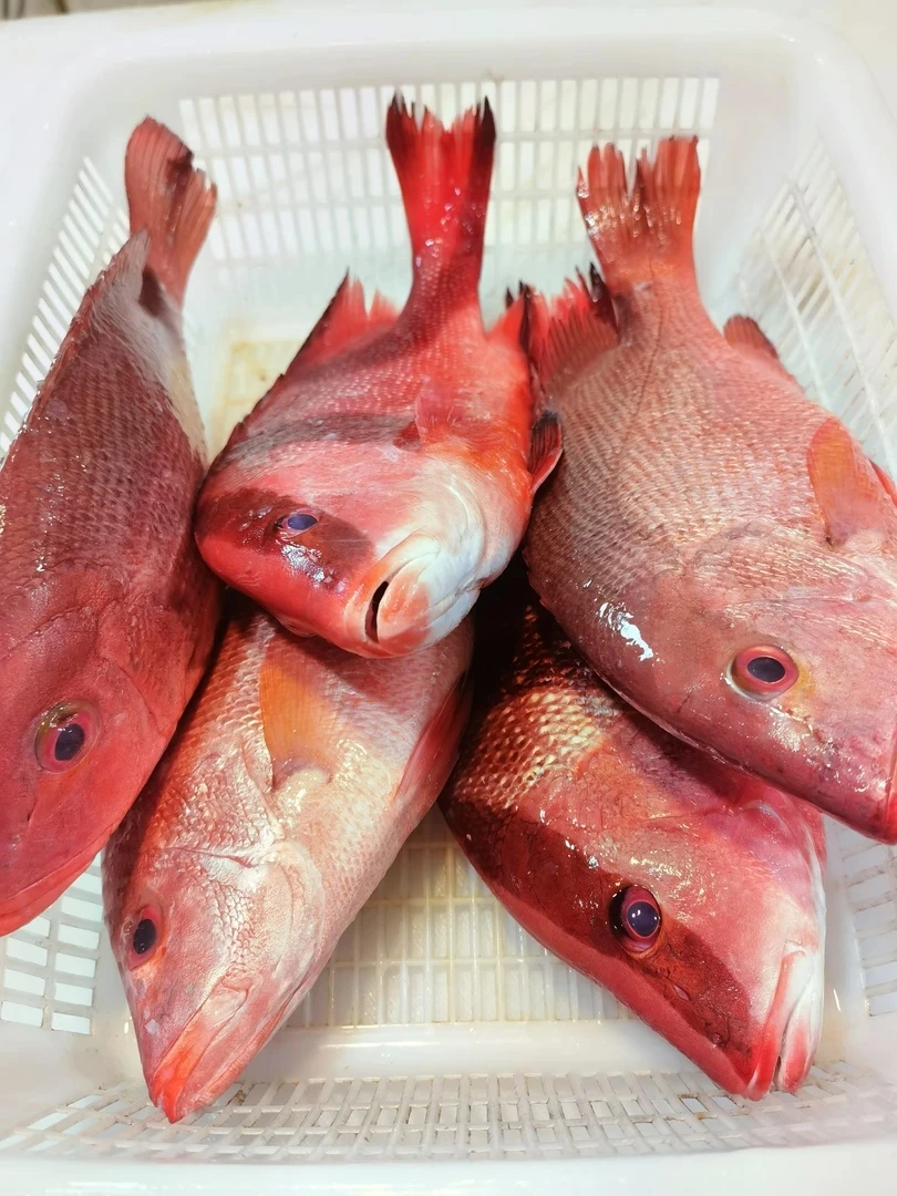 供港三刀红鱼3斤装 南海海陵岛 【刚刚回船！新鲜！】
