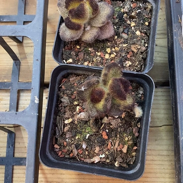 单头泰迪熊 到手两颗