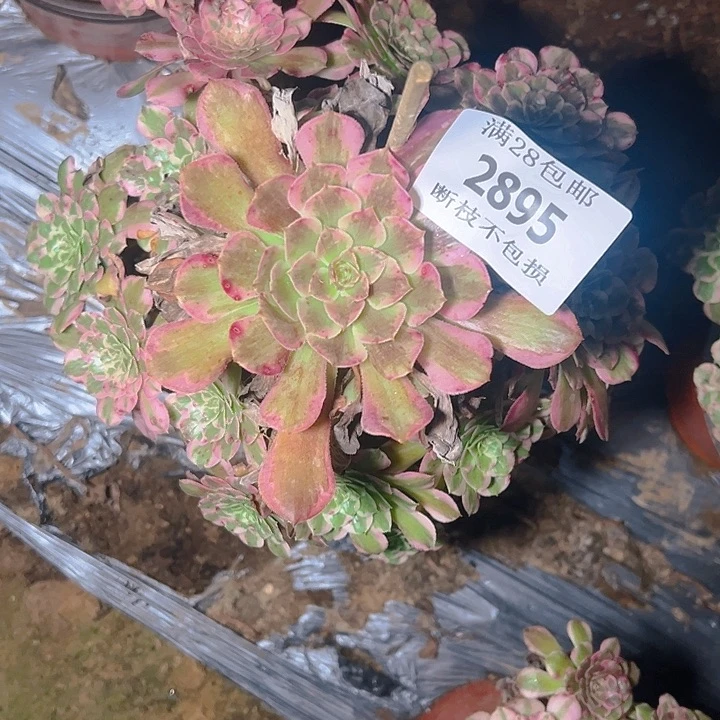 2895霁月多肉植物保护