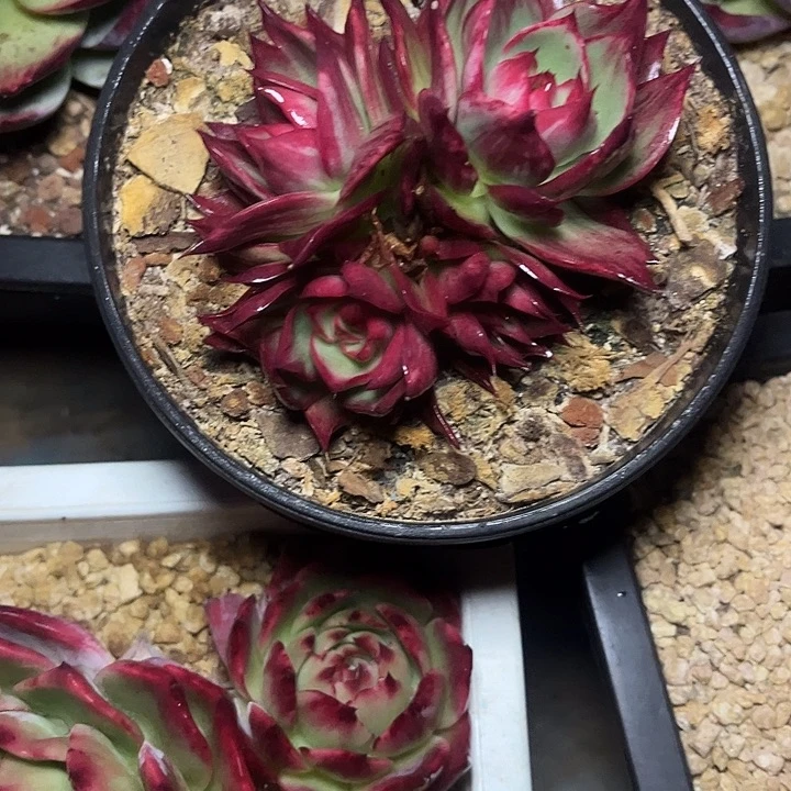 惊鸿仙子多肉植物9801