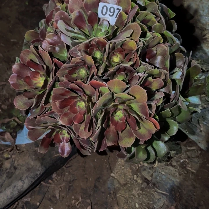 097邵修七彩多肉植物不售后