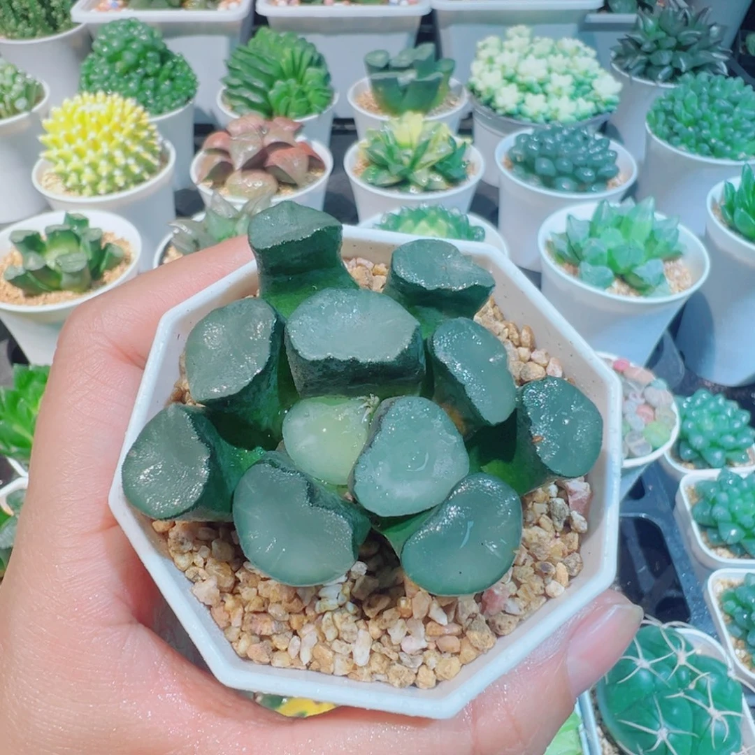 空门万象多肉多肉