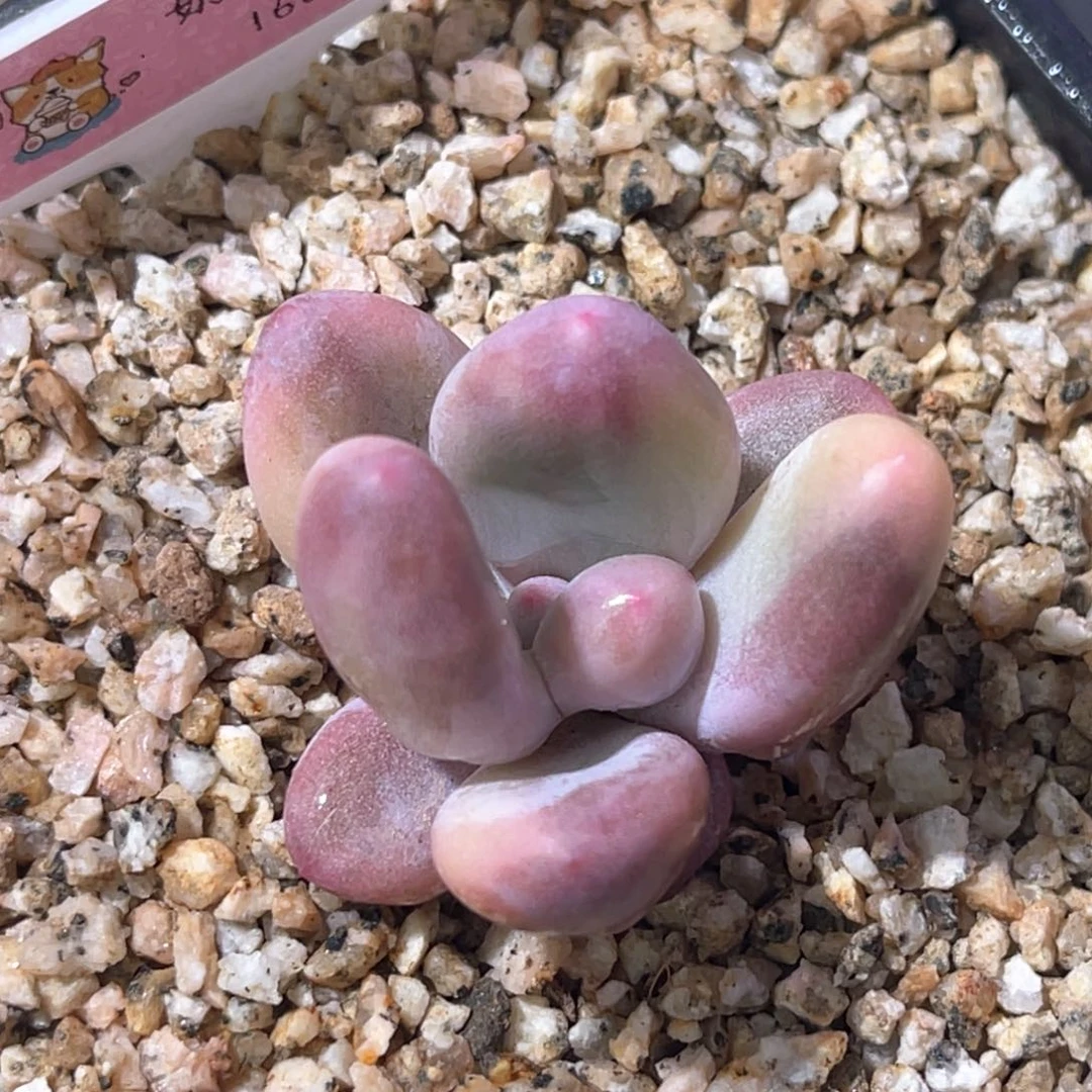 多肉特价优选奶酪锦头盖