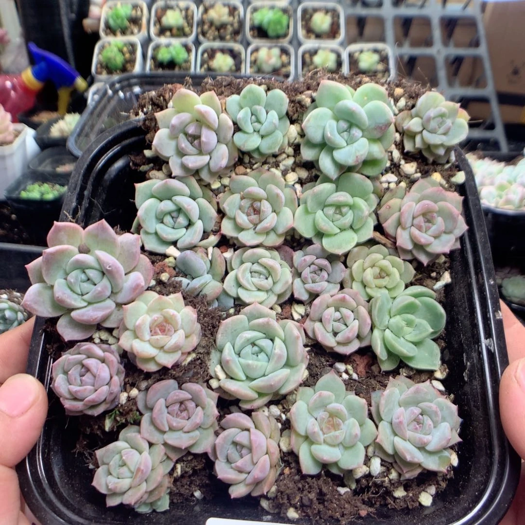 无花朵B11月英语英语