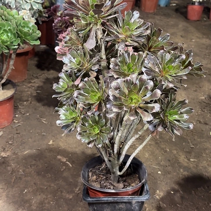 多肉植物法师灰法49