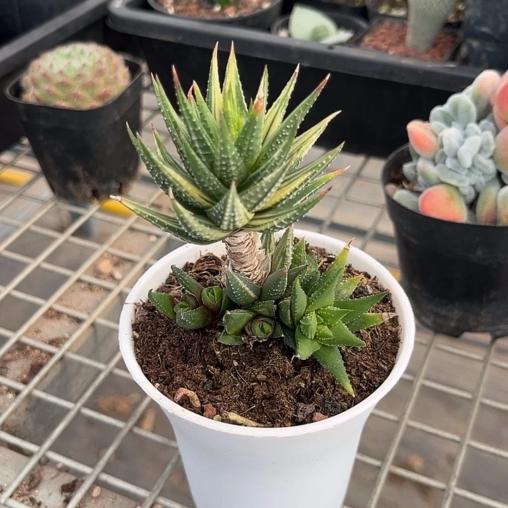 我也不知道我为什么要这样