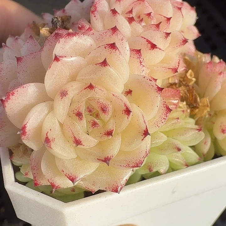 0121-159 麦秆优选