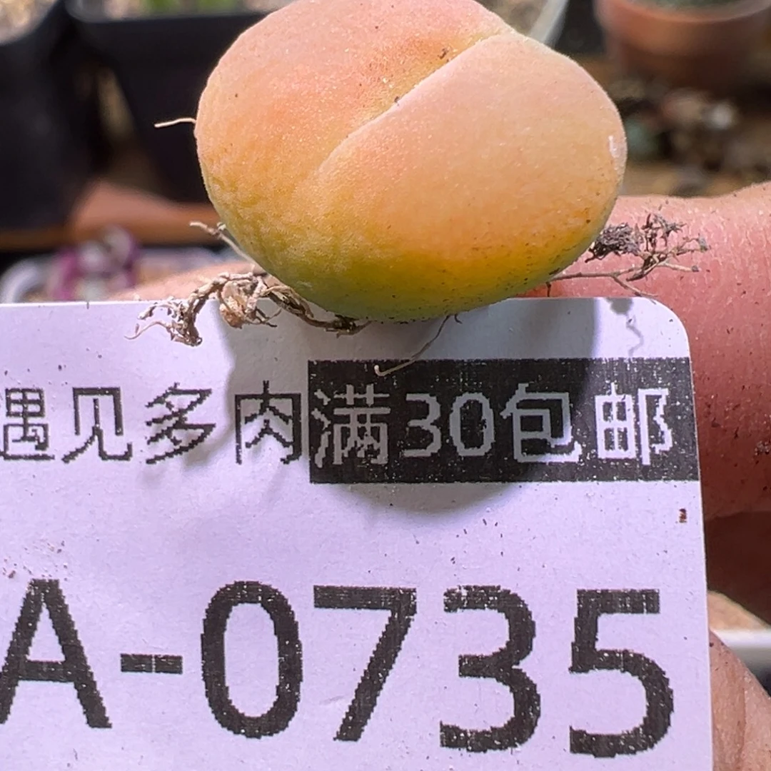多肉植物1111111111111