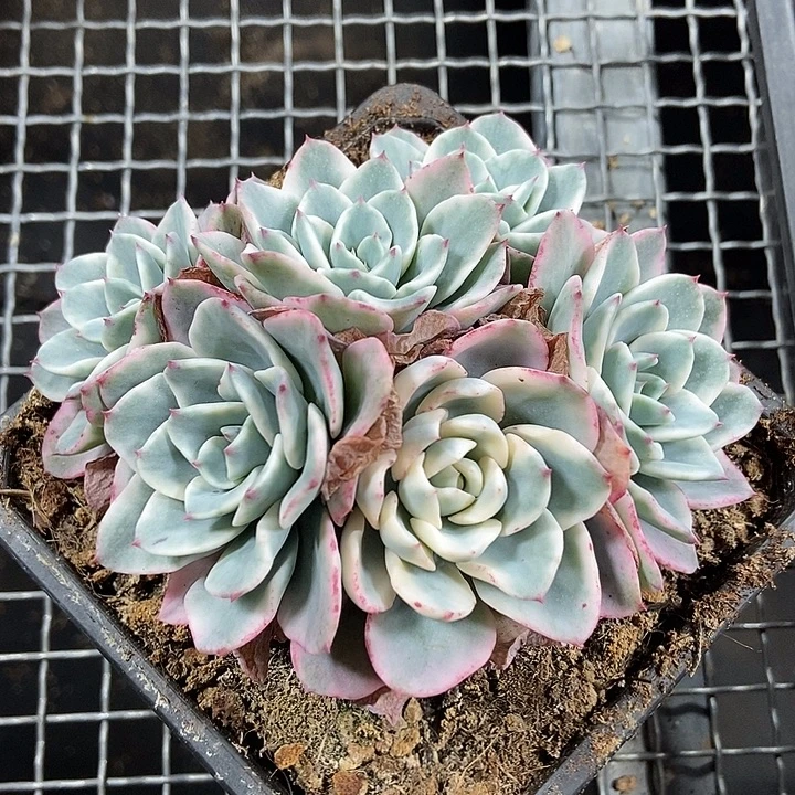 奶油黄桃锦多肉植物