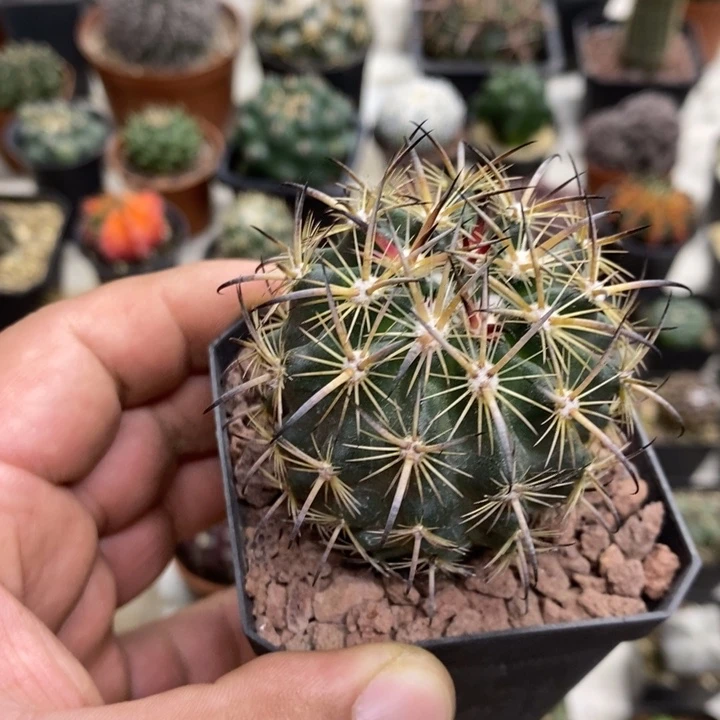实生虎爪玉特价包邮